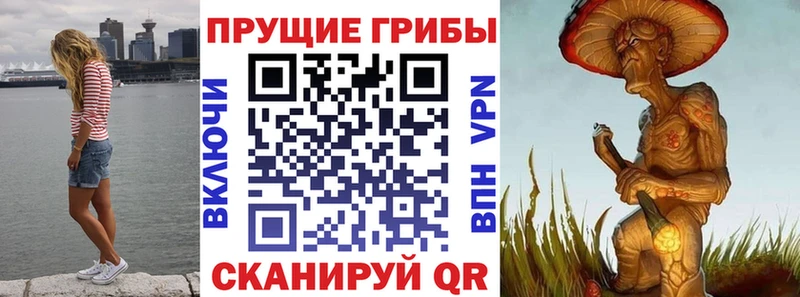 Купить где  Заволжск  Галлюциногенные грибы Psilocybine cubensis 